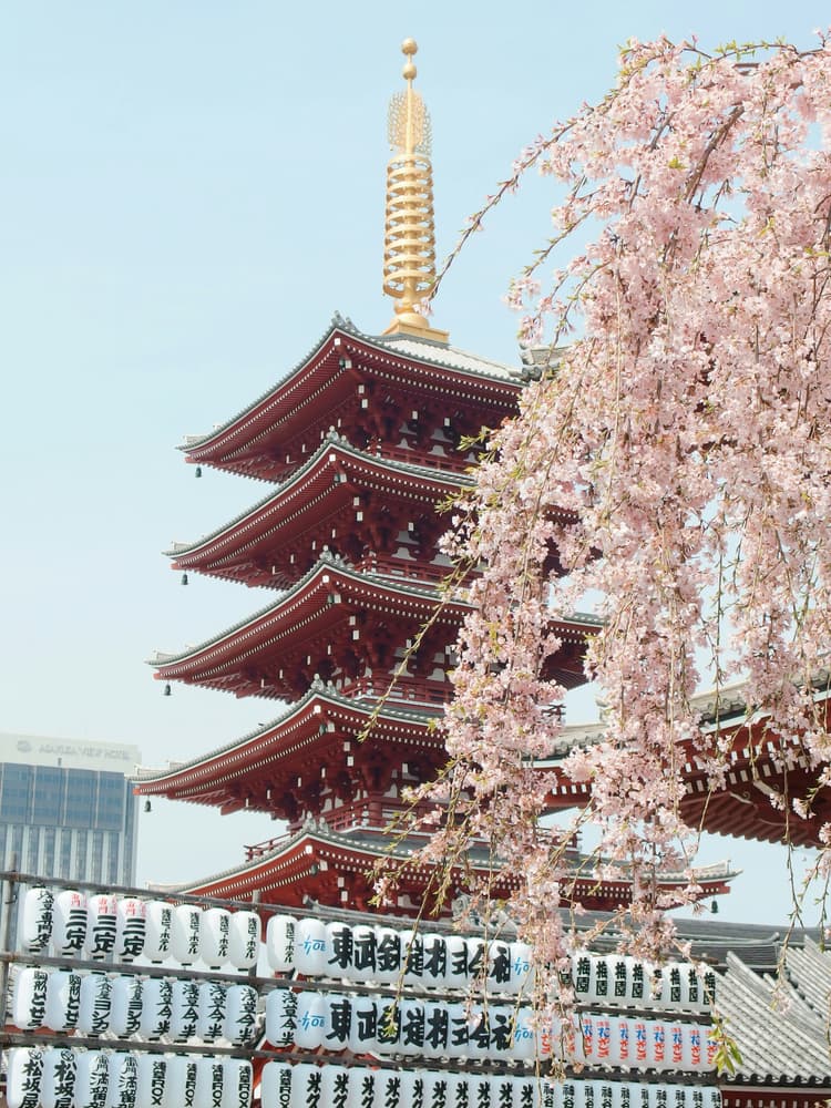 Japan Ski & Cherry Blossom Mastermind